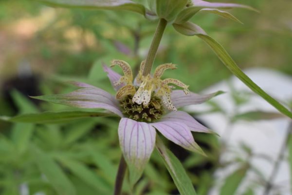 Monarda punctata