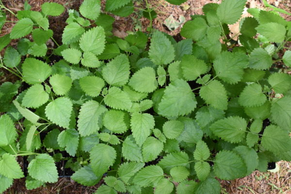 Lemon Balm