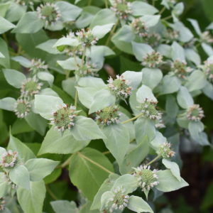 Broad-Leaved Mountain Mint