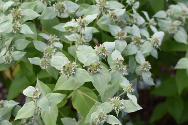 Broad-Leaved Mountain Mint